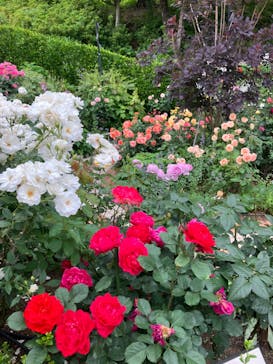 西武園ゆうえんちに投稿された画像（2024/5/20）