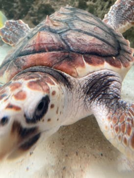 鴨川シーワールドに投稿された画像（2024/5/20）