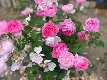 ぎふワールド・ローズガーデンに投稿された画像（2024/5/20）