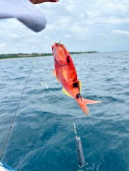 釣り船石垣島に投稿された画像（2024/5/21）