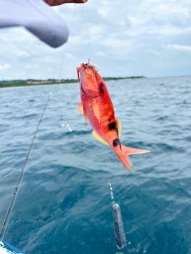 釣り船石垣島に投稿された画像（2024/5/21）