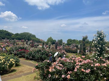 京成バラ園に投稿された画像（2024/5/21）