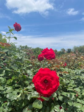 京成バラ園に投稿された画像（2024/5/21）