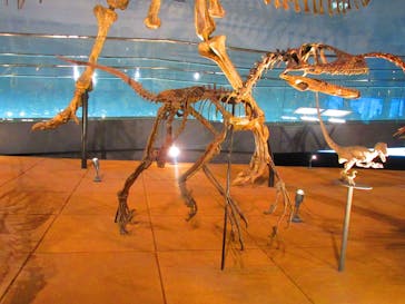 福井県立恐竜博物館に投稿された画像（2024/5/21）