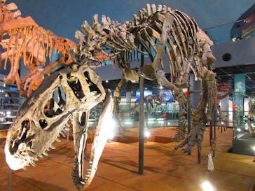 福井県立恐竜博物館に投稿された画像（2024/5/21）