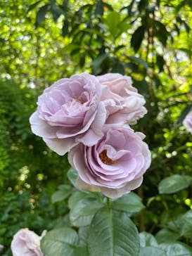 横浜イングリッシュガーデンに投稿された画像（2024/5/21）