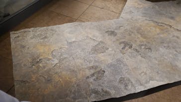 福井県立恐竜博物館に投稿された画像（2024/5/21）