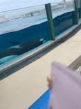鴨川シーワールドに投稿された画像（2024/5/21）