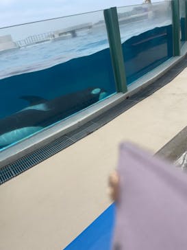 鴨川シーワールドに投稿された画像（2024/5/21）