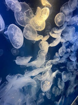 鴨川シーワールドに投稿された画像（2024/5/21）