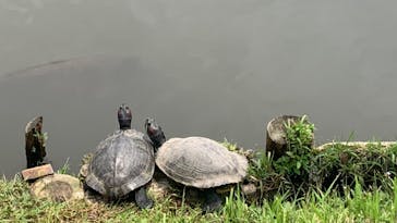 三溪園に投稿された画像（2024/5/21）