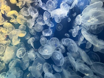 鴨川シーワールドに投稿された画像（2024/5/21）