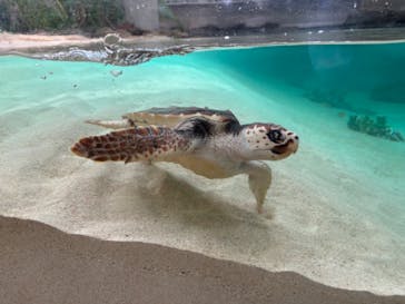 鴨川シーワールドに投稿された画像（2024/5/21）