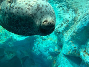 鴨川シーワールドに投稿された画像（2024/5/21）