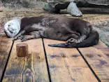仙台うみの杜水族館に投稿された画像（2024/5/21）