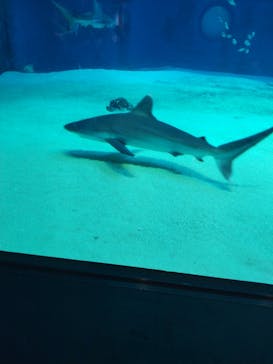 沖縄美ら海水族館に投稿された画像（2024/5/21）
