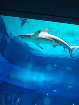 沖縄美ら海水族館に投稿された画像（2024/5/21）