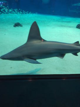沖縄美ら海水族館に投稿された画像（2024/5/21）