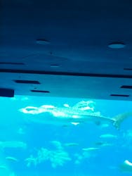 沖縄美ら海水族館に投稿された画像（2024/5/21）