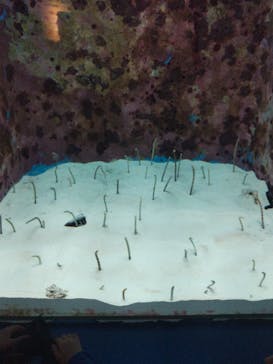 沖縄美ら海水族館に投稿された画像（2024/5/21）