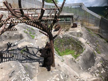 のぼりべつクマ牧場に投稿された画像（2024/5/21）