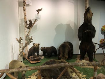 のぼりべつクマ牧場に投稿された画像（2024/5/21）