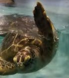 マリンワールド海の中道に投稿された画像（2024/5/21）