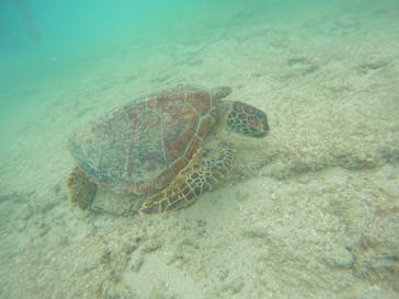 オースリーシュノーケル宮古島に投稿された画像（2024/5/21）