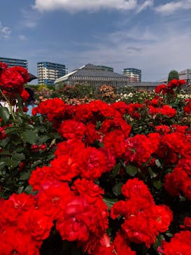 京成バラ園に投稿された画像（2024/5/21）