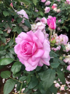 京成バラ園に投稿された画像（2024/5/21）