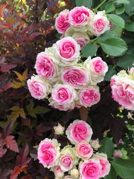 京成バラ園に投稿された画像（2024/5/21）