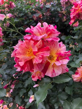 京成バラ園に投稿された画像（2024/5/21）