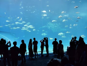 セルリアンブルーに投稿された画像（2024/5/21）