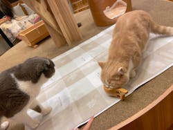 猫カフェモカ 名古屋栄店に投稿された画像（2024/5/21）