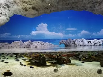 DMMかりゆし水族館に投稿された画像（2024/5/21）