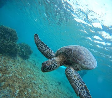 宮古島 ADVENTURE PiPi（ミヤコジマ アドベンチャー ピピ）に投稿された画像（2024/5/21）