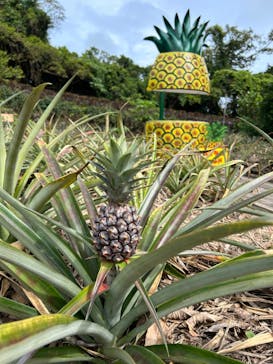 おきなわワールドに投稿された画像（2024/5/21）