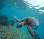 オースリーシュノーケル宮古島に投稿された画像（2024/5/21）