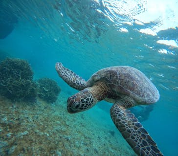 オースリーシュノーケル宮古島に投稿された画像（2024/5/21）