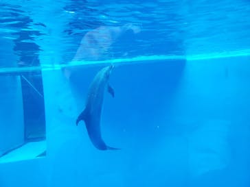 上越市立水族博物館 うみがたりに投稿された画像（2024/5/21）