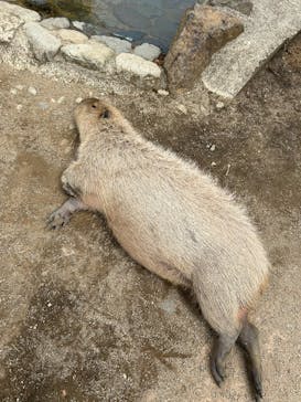 那須どうぶつ王国に投稿された画像（2024/5/20）