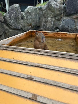 那須どうぶつ王国に投稿された画像（2024/5/20）