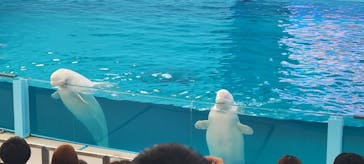 横浜・八景島シーパラダイスに投稿された画像（2024/5/21）