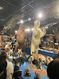 特別展「大哺乳類展３－わけてつなげて大行進」に投稿された画像（2024/5/22）