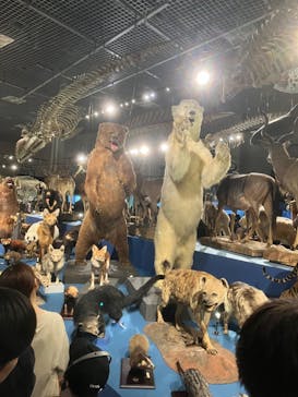 特別展「大哺乳類展３－わけてつなげて大行進」に投稿された画像（2024/5/21）