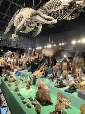 特別展「大哺乳類展３－わけてつなげて大行進」に投稿された画像（2024/5/21）