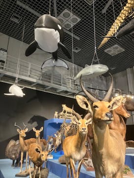 特別展「大哺乳類展３－わけてつなげて大行進」に投稿された画像（2024/5/21）