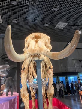 特別展「大哺乳類展３－わけてつなげて大行進」に投稿された画像（2024/5/21）