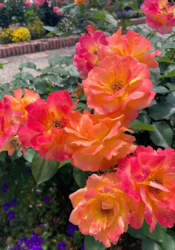 ひらかたパークに投稿された画像（2024/5/21）