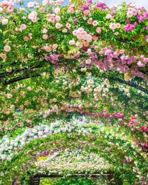 横浜イングリッシュガーデンに投稿された画像（2024/5/22）